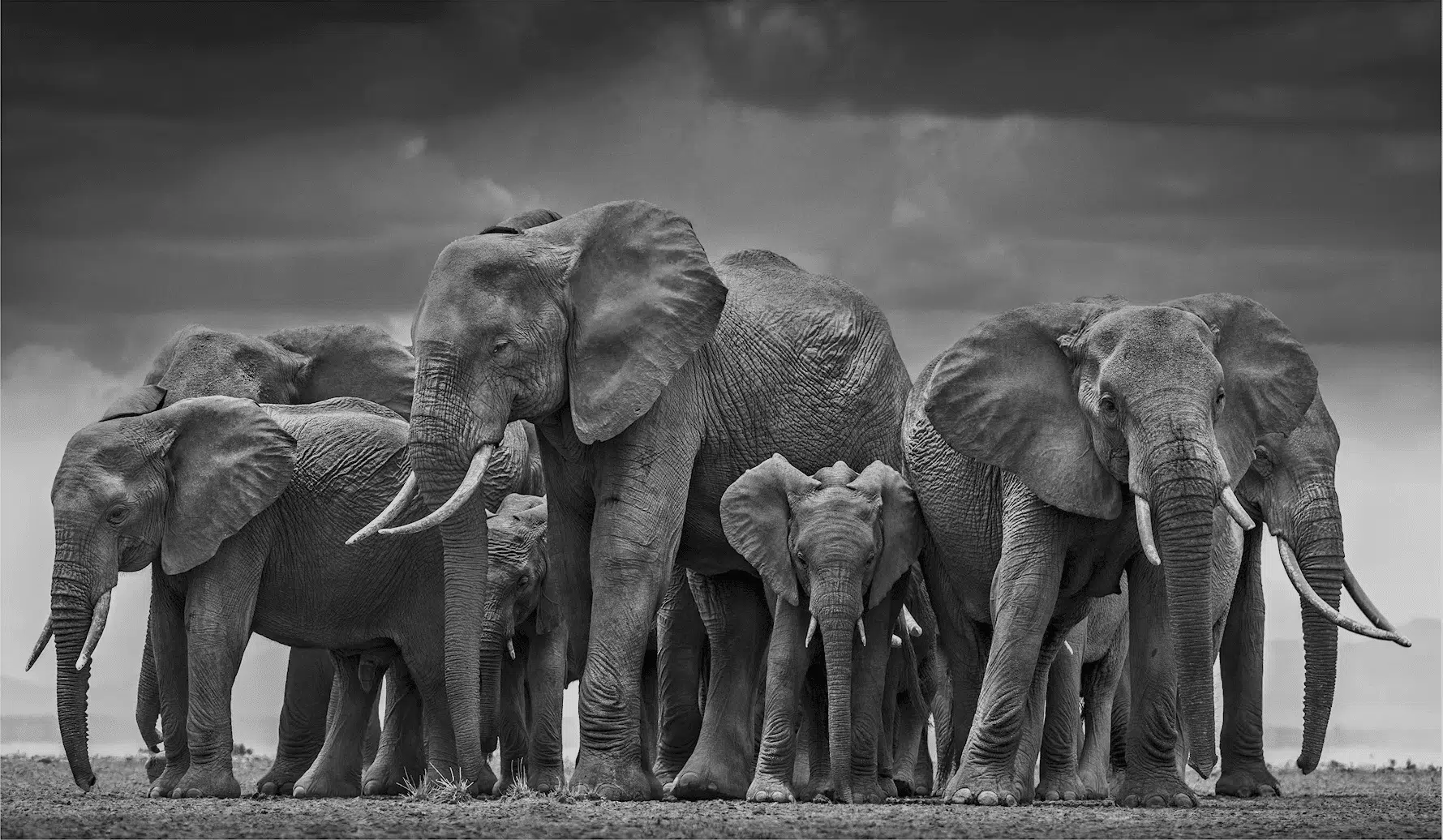 David Yarrow Part 1: Animals